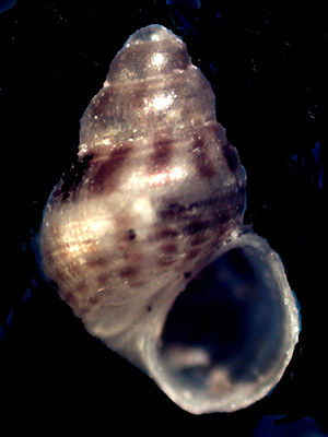Altra Setia da identificare